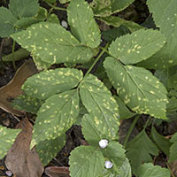Taphrina betulina